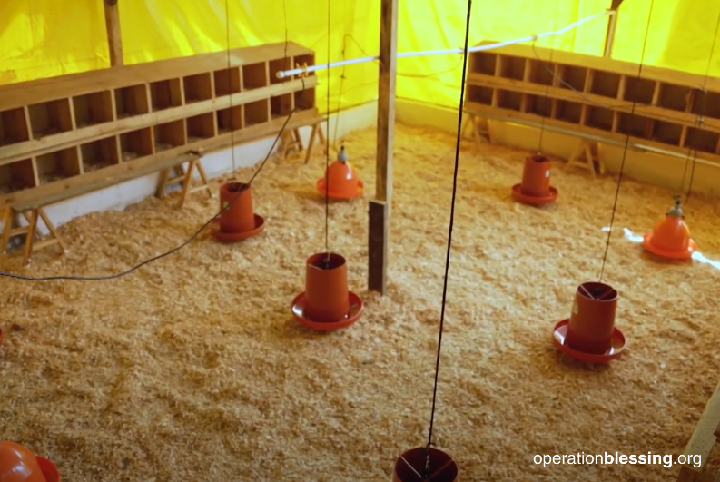 chicken business in Guatemala