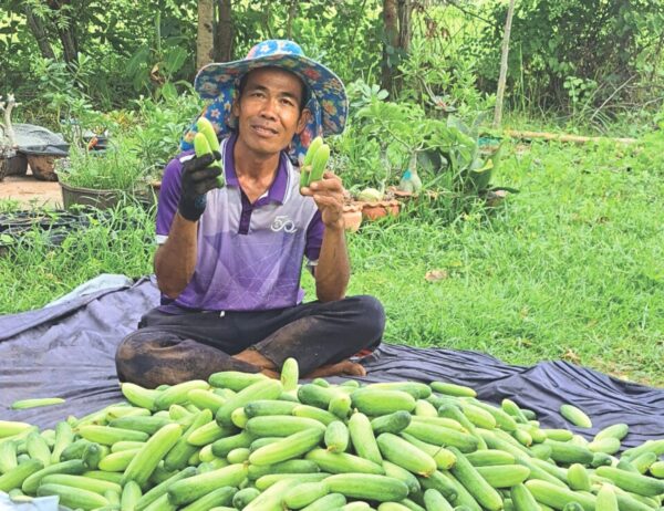 A Cucumber Farm Brings Hope for the Hungry