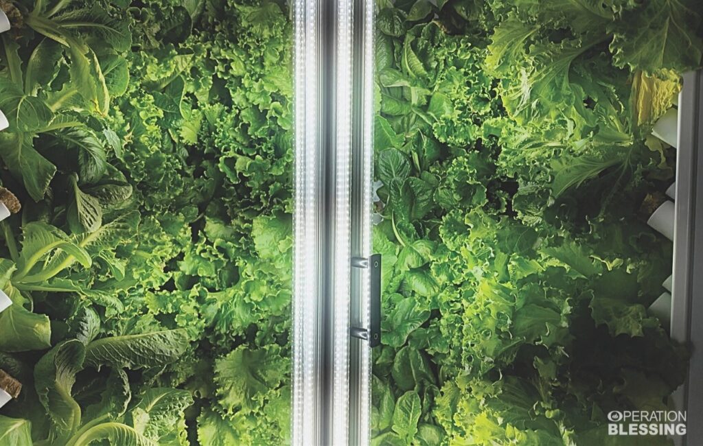 vertical hydroponic towers