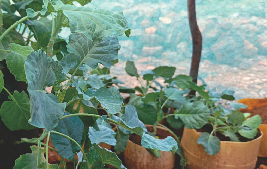 growing nutritious food in Kenya