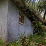 Downed tree leaning against roof of house